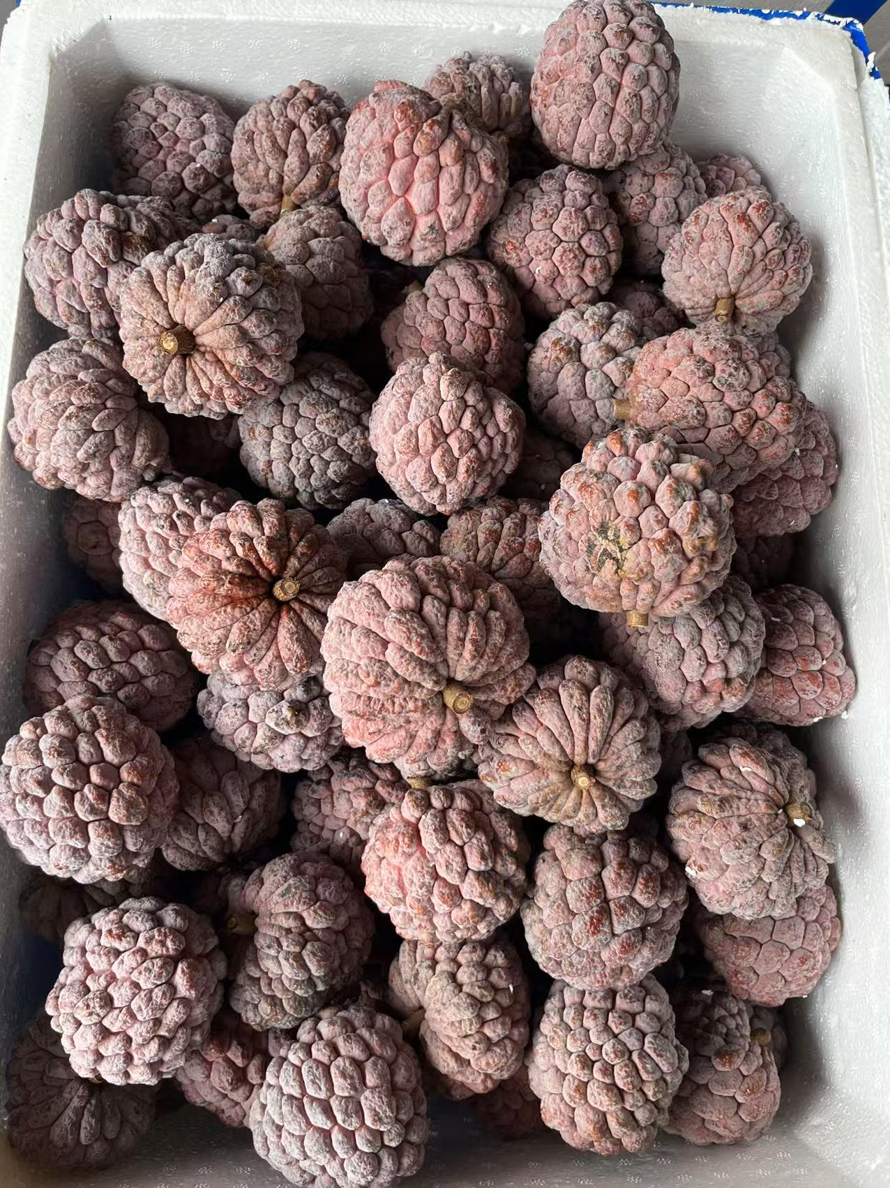 [顺丰空运]玫瑰释迦3斤装中果试吃装约12个礼盒